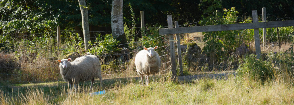 Diamant methode schaapjes in de wei zweden